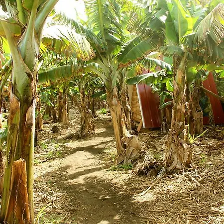 Banana Eco Camp Camping *