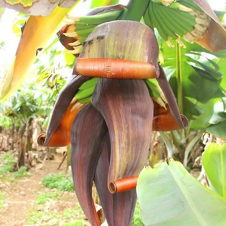 Banana Eco Camp * Cruz das Duas Ribeiras
