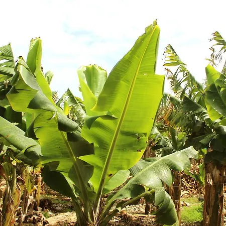Camping Banana Eco Camp