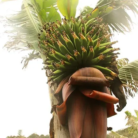 Banana Eco Camp Cruz das Duas Ribeiras