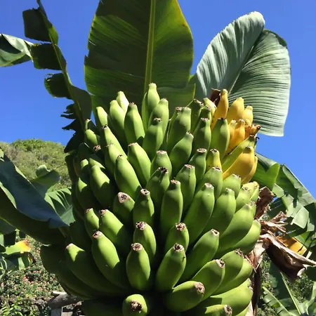 Camping Banana Eco Camp