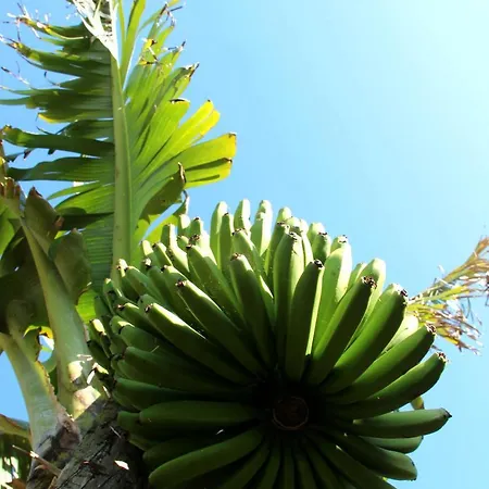 Banana Eco Camp Cruz das Duas Ribeiras